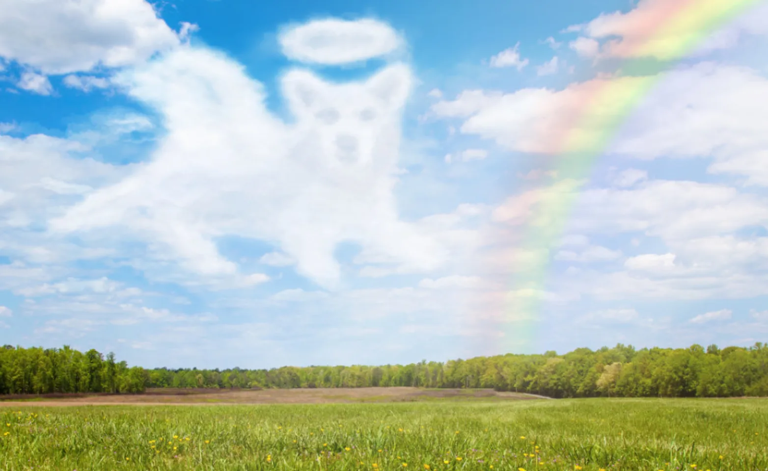 A rainbow with a dog shaped cloud